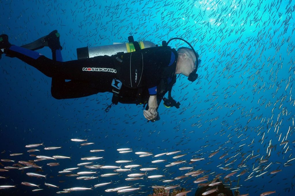 A scuba diver swims through a towering kelp forest beneath clear blue ocean water.